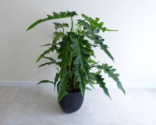 【希少】フィロデンドロンボブシー　極斑入り　スプラッシュの様なハーフ斑♡ 希少】フィロデンドロンボブシー 極斑入り スプラッシュの様なハーフ斑♡