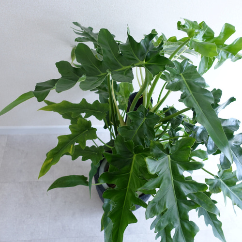 かなりワイルド‼︎ 超レア品種 フィロデンドロン ボブシー 観葉植物