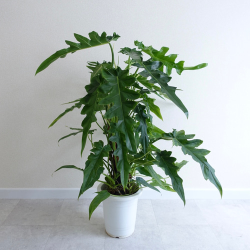 かなりワイルド‼︎ 超レア品種 フィロデンドロン ボブシー 観葉植物