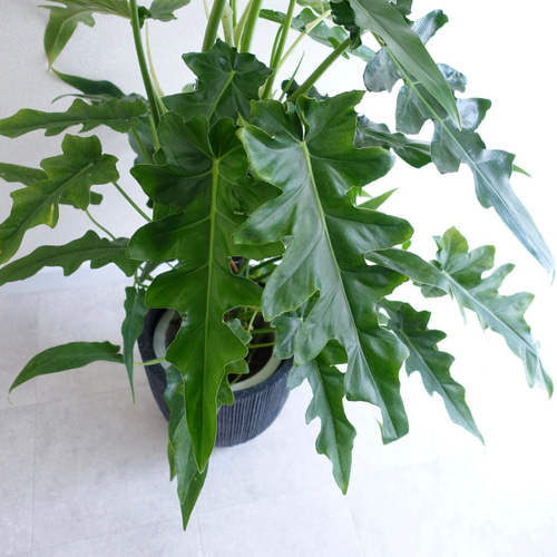 かなりワイルド‼︎ 超レア品種 フィロデンドロン ボブシー 観葉植物