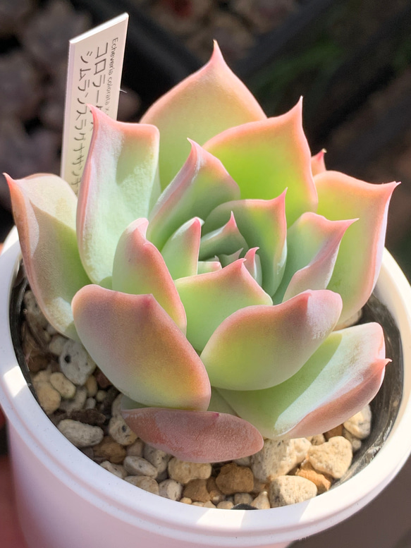 レア品種！☆コロラータ×シムランスラグナサンチェス 多肉植物