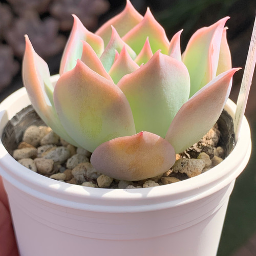 多肉植物実生苗 メキシコポルデンシス×シムランスラグナサンチェス