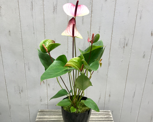 花芽複数♡ 珍種 アンスリウム ミスティーク 4号 その他