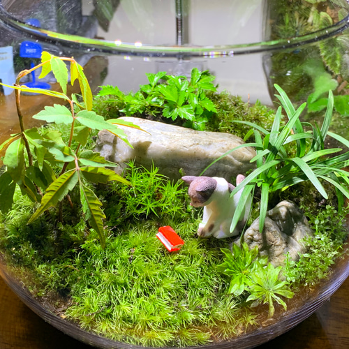 203 苔アート 苔テラリウム ねこ 猫 フィギュア 送料込み テラリウム