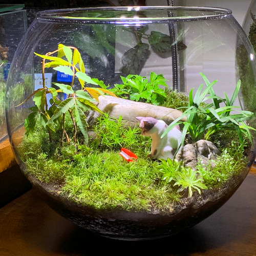 203 苔アート 苔テラリウム ねこ 猫 フィギュア 送料込み テラリウム