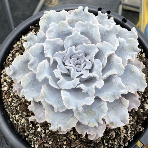 特大クリスペートビューティ エケベリア 超美苗大苗大株 激レア多肉