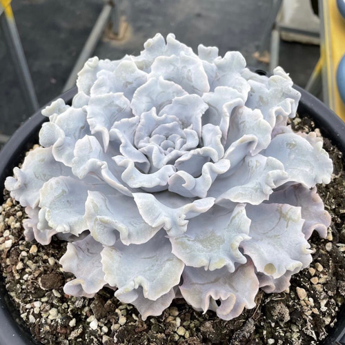 多肉植物 コノフィツム ブルゲリSH409 大玉 1.5cm以上 抜き苗 1 多肉植物 コノフィツム ブルゲリSH409 大玉 1.5cm以上 抜き苗 1