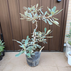 大きめ♪ バンクシア パルドサ ワイドフラワー オージープランツ 盆栽