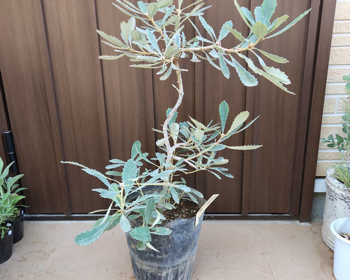 大きめ♪ バンクシア パルドサ ワイドフラワー オージープランツ 盆栽