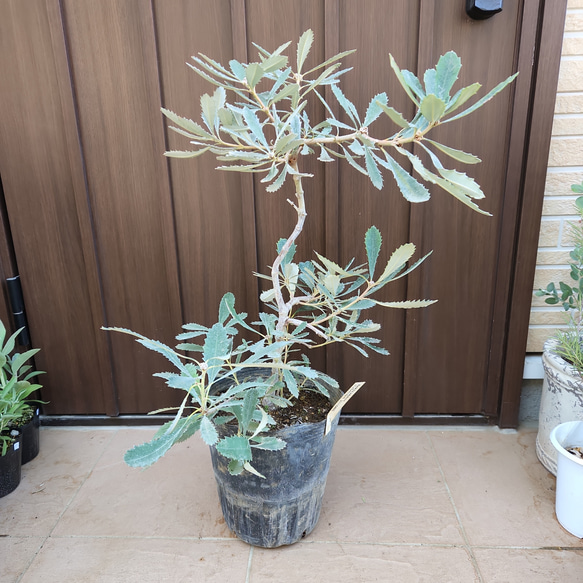 コーストバンクシア　鉢植え7　苗　ワイルドフラワー　オージープランツ バンクシア コースト 約100-120cm 苗 植木 庭木 ガーデニング