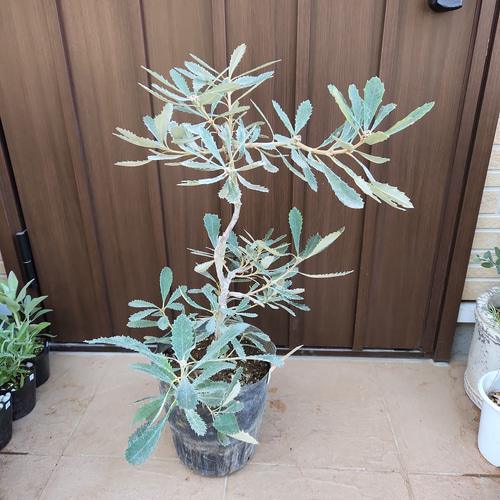 大株 コーストバンクシア 鉢植え 苗 オージープランツ ワイルド