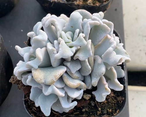 2 姫錦 希少 抜き苗 多肉植物 韓国苗 - メルカリ