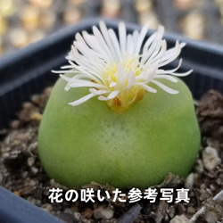 緑ラツム コノフィツム 超美苗 大苗 大株 激レア高級多肉植物 韓国苗