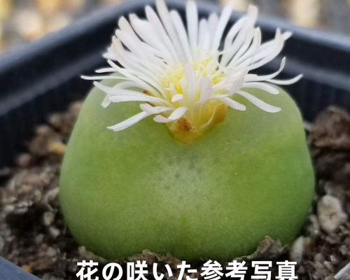 緑ラツム コノフィツム 超美苗 大苗 大株 激レア高級多肉植物 韓国苗