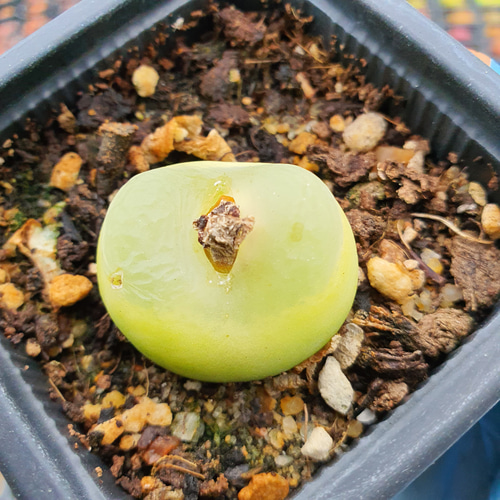 緑ラツム コノフィツム 超美苗 大苗 大株 激レア高級多肉植物 韓国苗