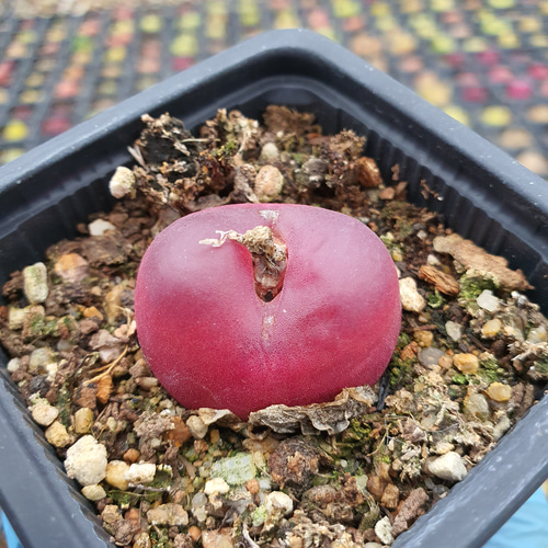 赤ラツム コノフィツム 超美苗 大苗 大株 激レア高級多肉植物