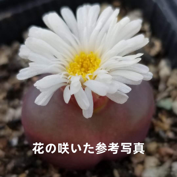 多肉植物　コノフィツム　赤鬼 多肉植物 コノフィツム 赤鬼 コノフィツム（メセン）の育て方・栽培