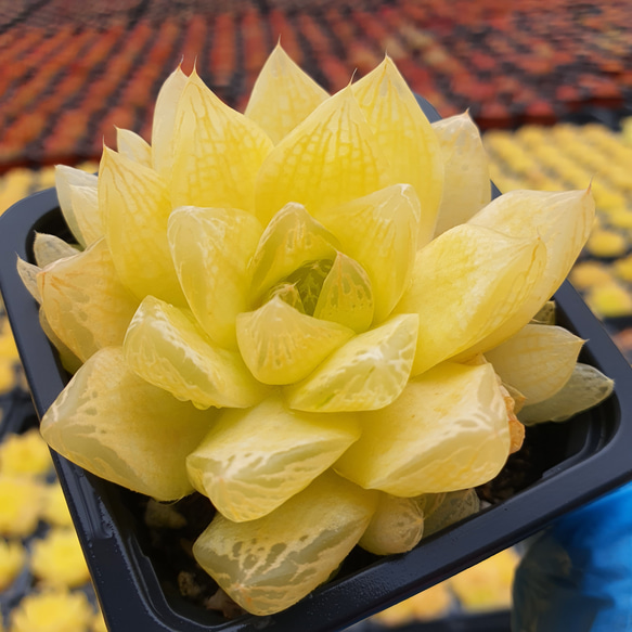 きょうのはなにしき イエローゴールド多肉植物 激レア ハオルチア 超
