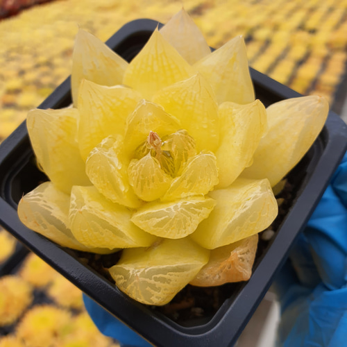 きょうのはなにしき イエローゴールド多肉植物 激レア ハオルチア 超