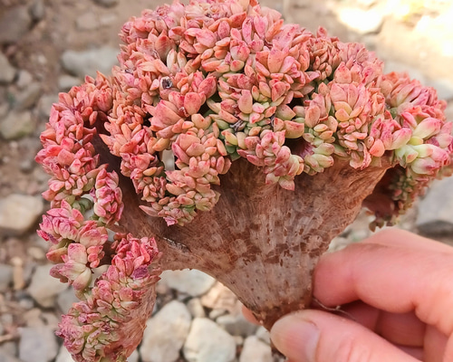 03b9d4f67d94ea12a71e00672ae169