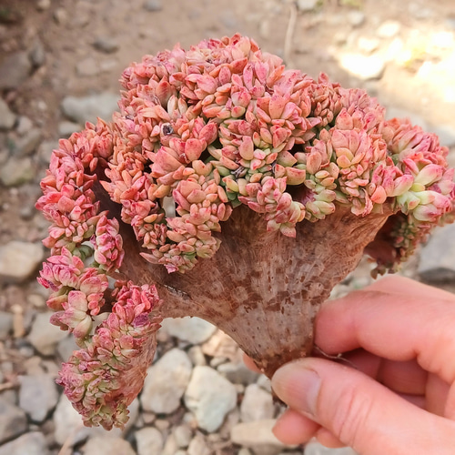 多肉植物 ミニベルきっか 美苗 韓国苗 多肉植物 taniku-maruko 多肉植物 ミニベルきっか 美苗 韓国苗 多肉植物 taniku-maruko