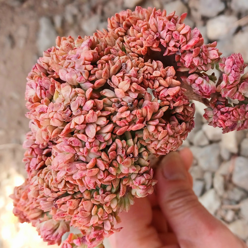 多肉植物 ミニベルきっか 美苗 韓国苗 多肉植物 taniku-maruko 多肉植物 ミニベルきっか 美苗 韓国苗 多肉植物 taniku-maruko