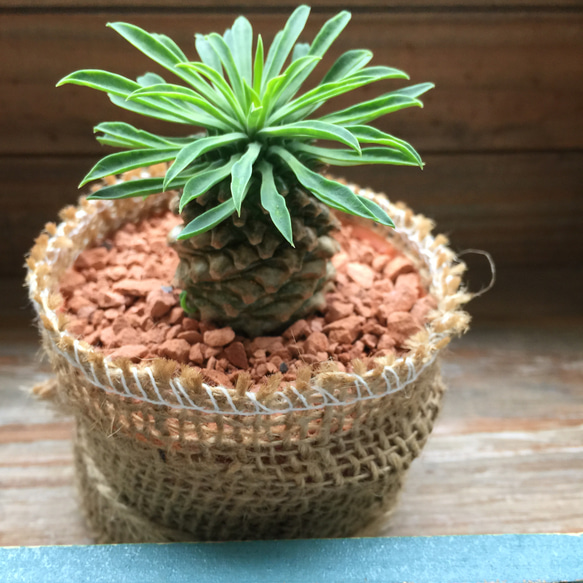 ソテツキリン♡大人気♡パイナップルコーン♡多肉植物♡ユーフォルビア♡ 6枚目の画像