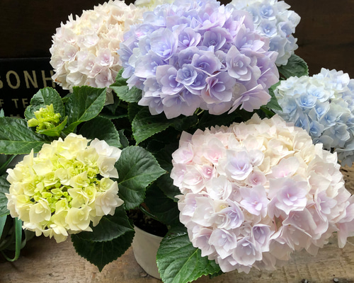買い誠実 □新品種□ポージィブーケエリー アジサイ 5号鉢□紫陽花 八重咲 鉢花