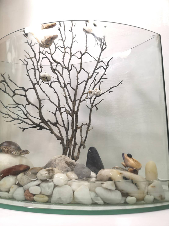 ［生態］魚缸  展示架 盆栽架  盆栽擺飾  植栽器皿 第6張的照片