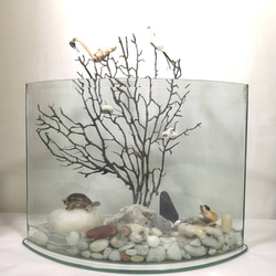 ［生態］魚缸  展示架 盆栽架  盆栽擺飾  植栽器皿 第1張的照片