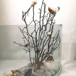 ［生態］魚缸  展示架 盆栽架  盆栽擺飾  植栽器皿 第4張的照片