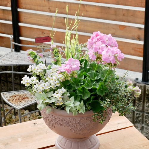 母の日プレゼント 対応 ゼラニウム 斑入りのラベンダー香る 寄せ植え