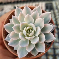 特大苗サブセシリス錦 美斑入り エケベリア 超美苗 大株 多肉植物 韓国