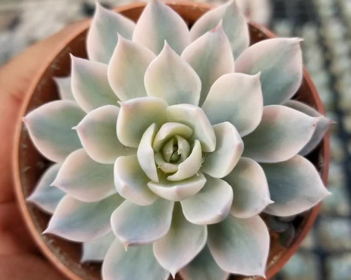 特大苗サブセシリス錦 美斑入り エケベリア 超美苗 大株 多肉植物 韓国