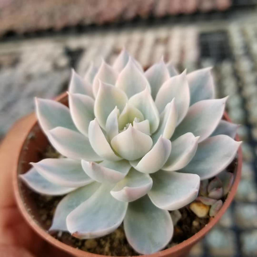 特大苗サブセシリス錦 美斑入り エケベリア 超美苗 大株 多肉植物 韓国