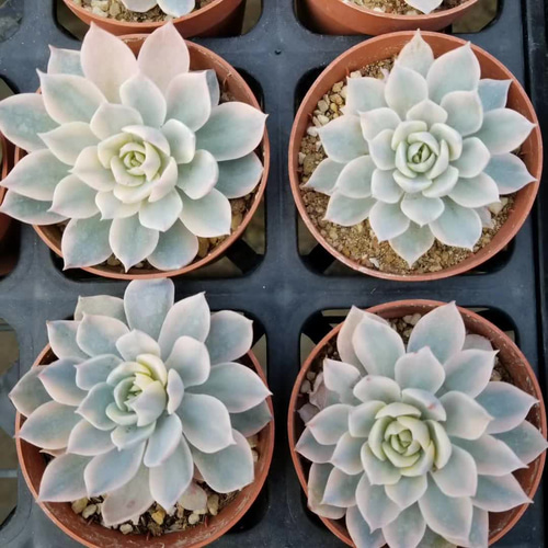 特大苗サブセシリス錦 美斑入り エケベリア 超美苗 大株 多肉植物 韓国