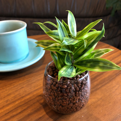 グラスで育てるドラセナ　サプライズコンパクタ　ハイドロカルチャー　観葉植物 2枚目の画像