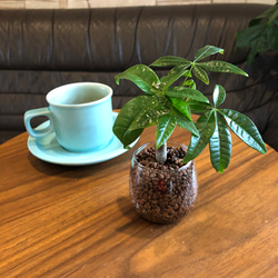 グラスで育てるパキラ　マネーツリー　ハイドロカルチャー　観葉植物 5枚目の画像
