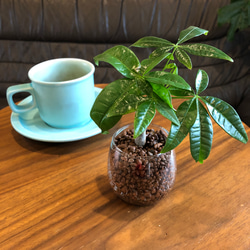 グラスで育てるパキラ　マネーツリー　ハイドロカルチャー　観葉植物 1枚目の画像