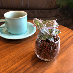 グラスで育てるトラディスカンチア　ラベンダー　ハイドロカルチャー　観葉植物 2枚目の画像
