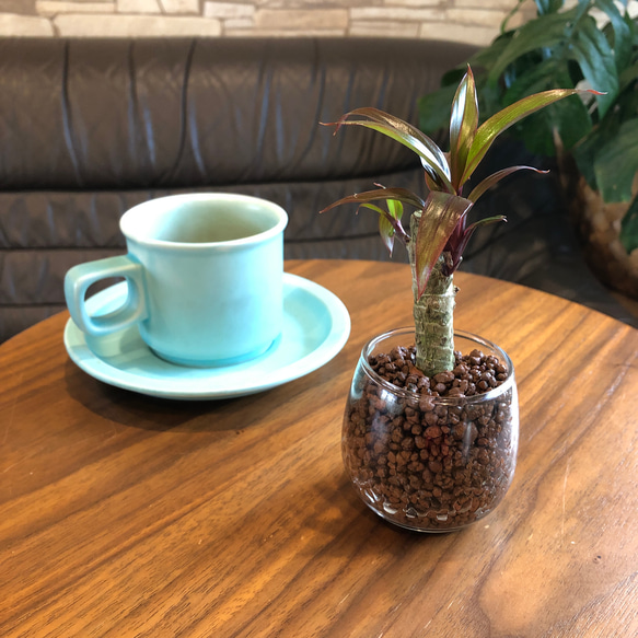 グラスで育てるドラセナ　レインボー　ハイドロカルチャー　観葉植物 2枚目の画像