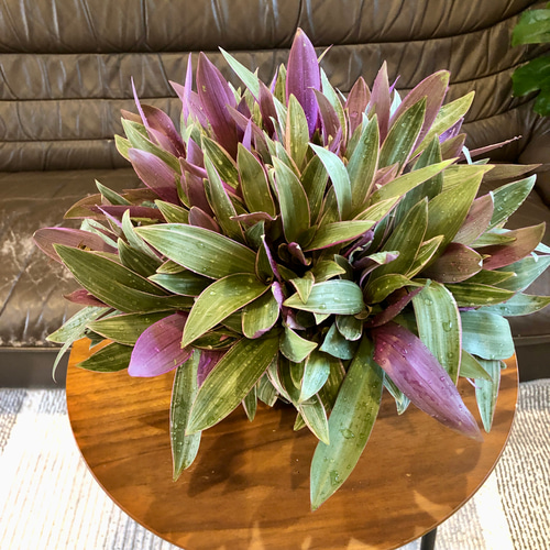 群生ムラサキオモト オーロラ 7号サイズ 特大 観葉植物 一輪挿し・花瓶