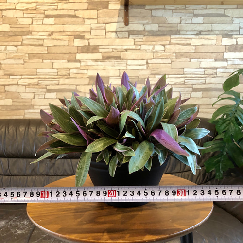 群生ムラサキオモト オーロラ 7号サイズ 特大 観葉植物 一輪挿し・花瓶
