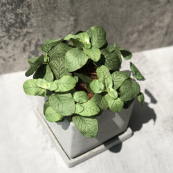 【癒し効果ハーブ】Mサイズ 造花 セージ フェイクグリーン 新築祝い 観葉植物 アーティフィシャルフラワー 2枚目の画像