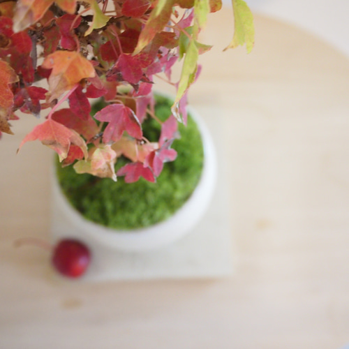 楓｜カエデ | 落葉樹｜真っ赤な紅葉｜盆栽 盆栽 bonsaikiki 通販