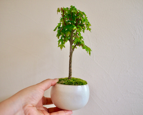 75e123a7459acd057d822903384cc6