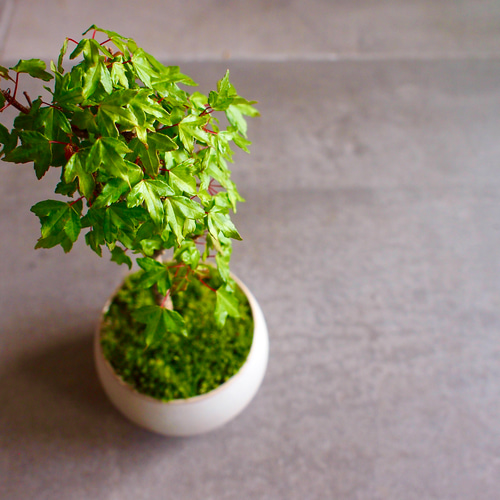 楓｜カエデ | 落葉樹｜真っ赤な紅葉｜盆栽 盆栽 bonsaikiki 通販