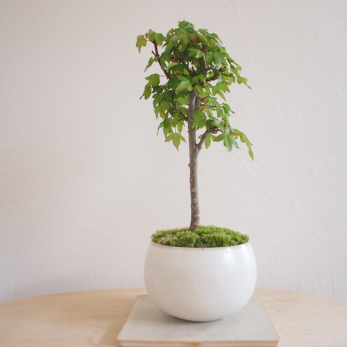 盆栽　楓　インテリアに Bonsai diary/盆栽日記 ＃81「挿し木素材 楓盆栽の骨組み作り