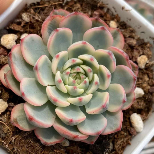 多肉植物　マディバ錦赤筋斑&乙女心錦&七福美尼錦 多肉植物 マディバ錦赤筋斑&乙女心錦&七福美尼錦