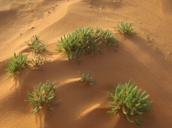 ベロアのふっくらポーチ（砂漠の花no.１） 10枚目の画像
